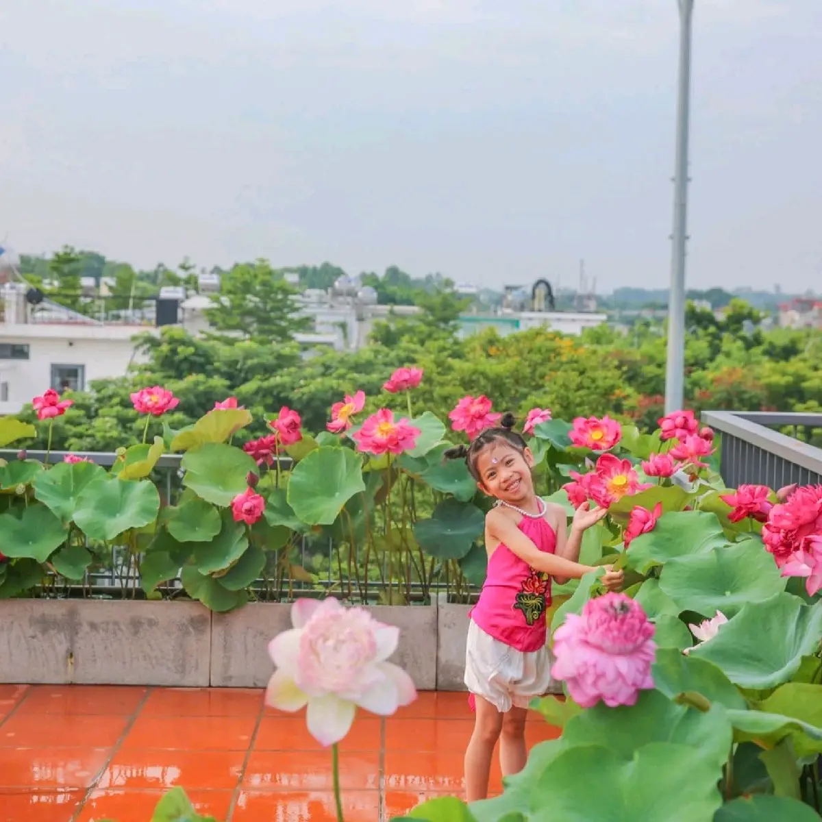 16 cây sen Bách diệp giống 16 màu cây cao 20cm đã ra lá ra rễ trồng sai hoa sai hạt