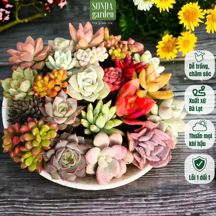 Sen đá mini 40 loại khác nhau SONDA garden 2.5-4cm (Tặng 20 lá mầm sen đá tri ân năm mới) cây sen đá, sen đá đẹp trang trí nhà cửa