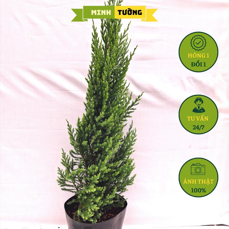  Cây Sơn Tùng  Chậu C7  - Cao 50cm-55cm - Cây Thông Trang Trí Noel - Cây Cảnh Sân Vườn Tranh 