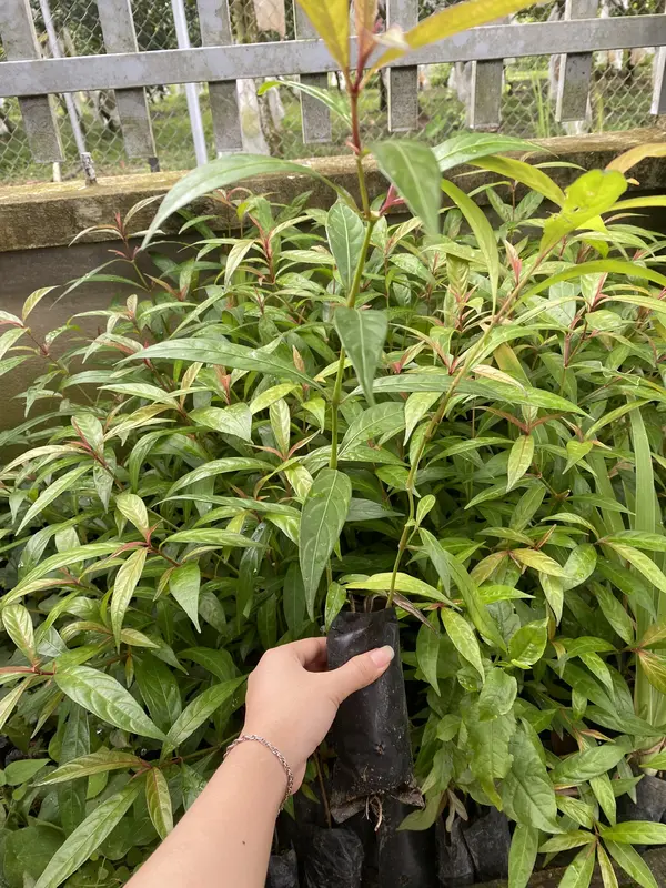 Cây giống Hoàn Ngọc Đỏ - Tốt sức khỏe, triị nóngg trong người 3