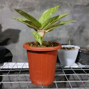 Pot Yogap Merah Bata (nota live 1.050.000 - 3.000.000)