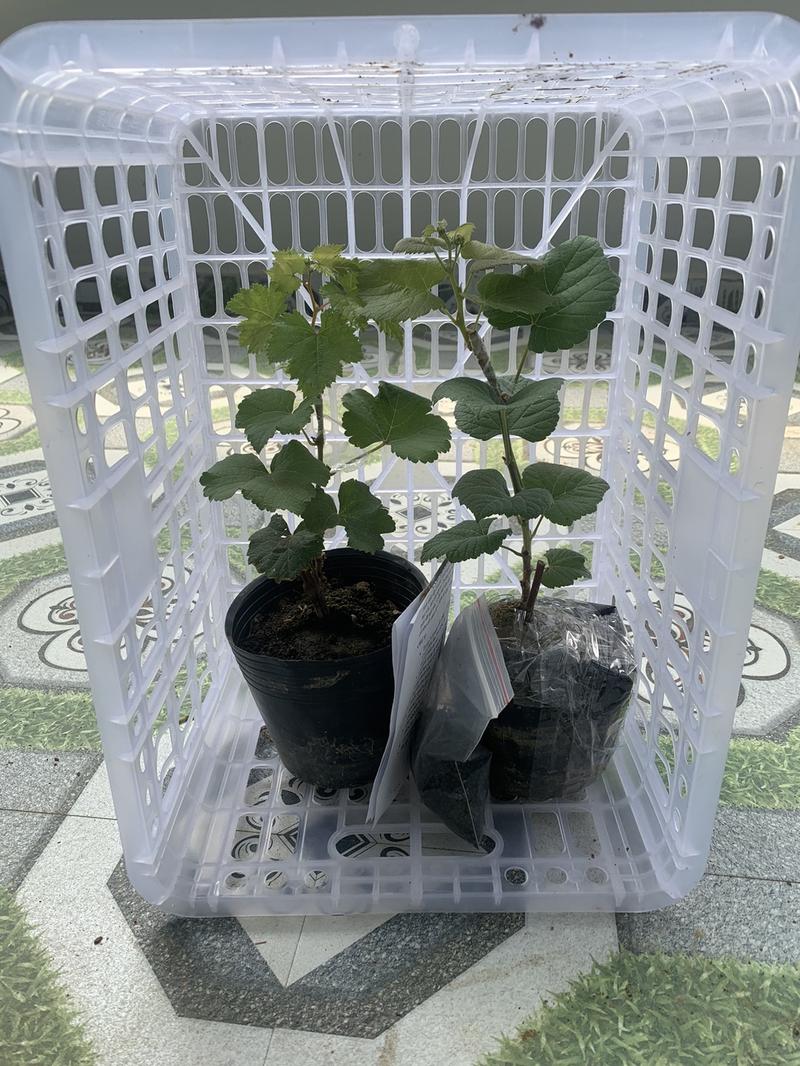 Product Introduction of Hai cây nho giống 1 kẹo 1 bailey 1