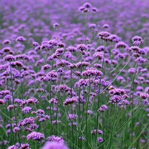 100 Granos,Semillas de Verbena Bonariensis,Flores Altas y Elegantes,Atrae a Mariposas,Decoración de Fondos de Jardines,Jardines Pequeños y Urbanos