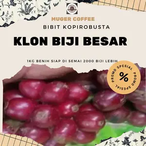 Bibit Kopi Robusta Variates Klon Biji Besar Siap Semai 1kg 2000 Biji lebih Benih