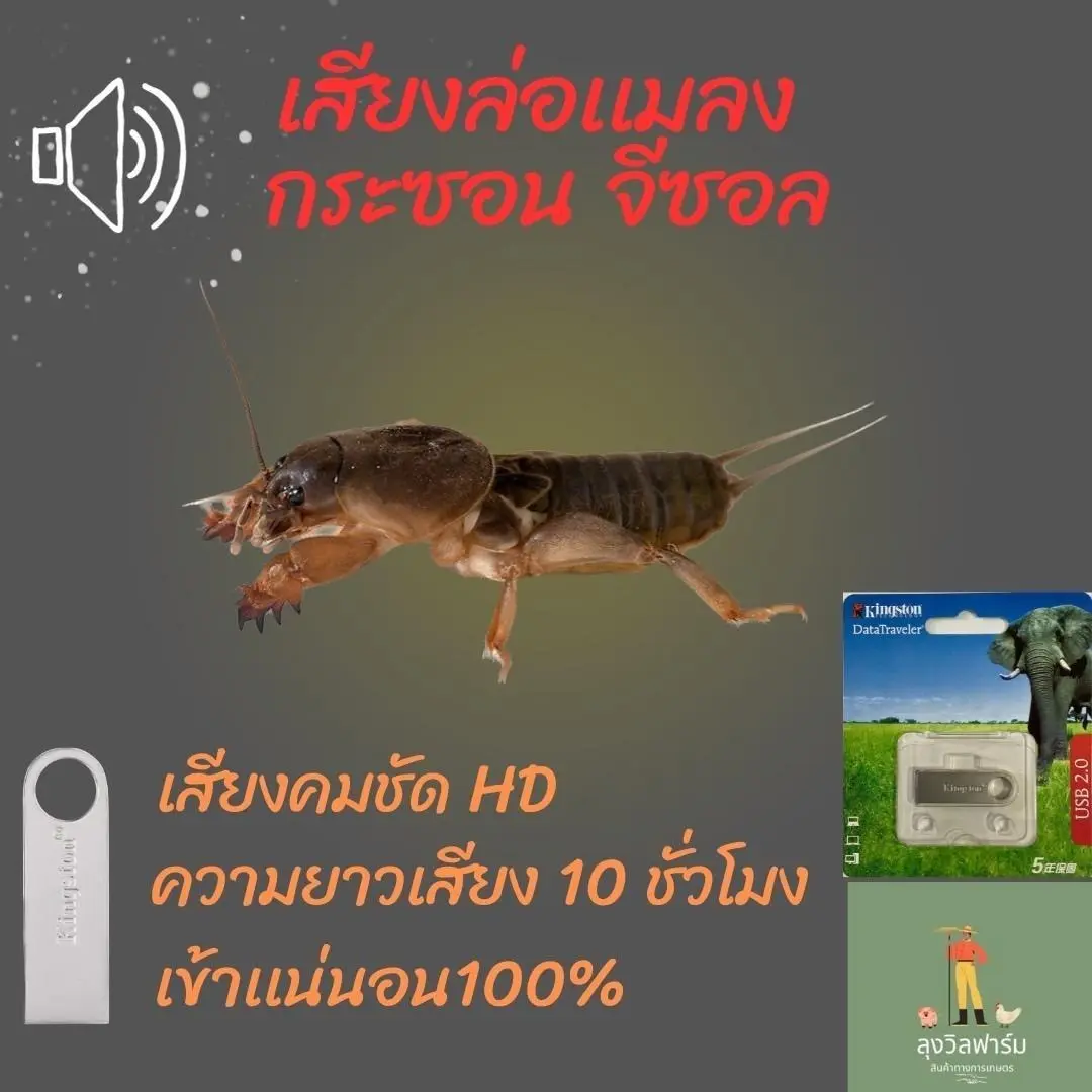 เสียงเเมลงจีซอน,เเมลงกระซอน, เสียงล่อแมงจีซอน ความยาวเสียง10ชั่วโมง ในเเฟลชไดร์ฟ แฟลชพกพา