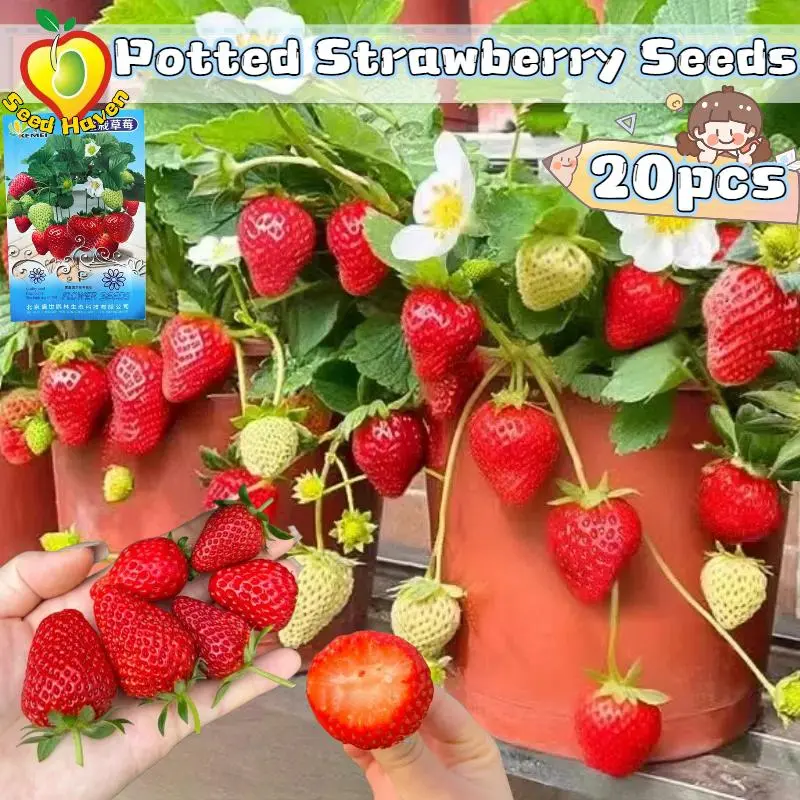 20pcs/pack Strawberry Seeds for Sale High Yield Strawberry Seeds for Heat  Tolerant Sweet Strawberry Seeds Indoor Strawberry Seeds Dwarf Bearing Seeds  Strawberry - TikTok Shop Philippines