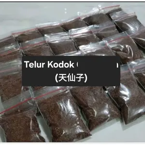 terlaris [10 Gram] Telur Kodok / Telor Kodok / Tian Xian Zi Tianxianzi / Obat Luar Untuk Bisul