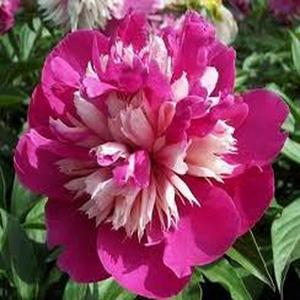 100 granos de semillas de peonía Lantai,floración exuberante,aptas para macetas interiores y exteriores,ideal para jardines y patios,adaptable a todas las estaciones