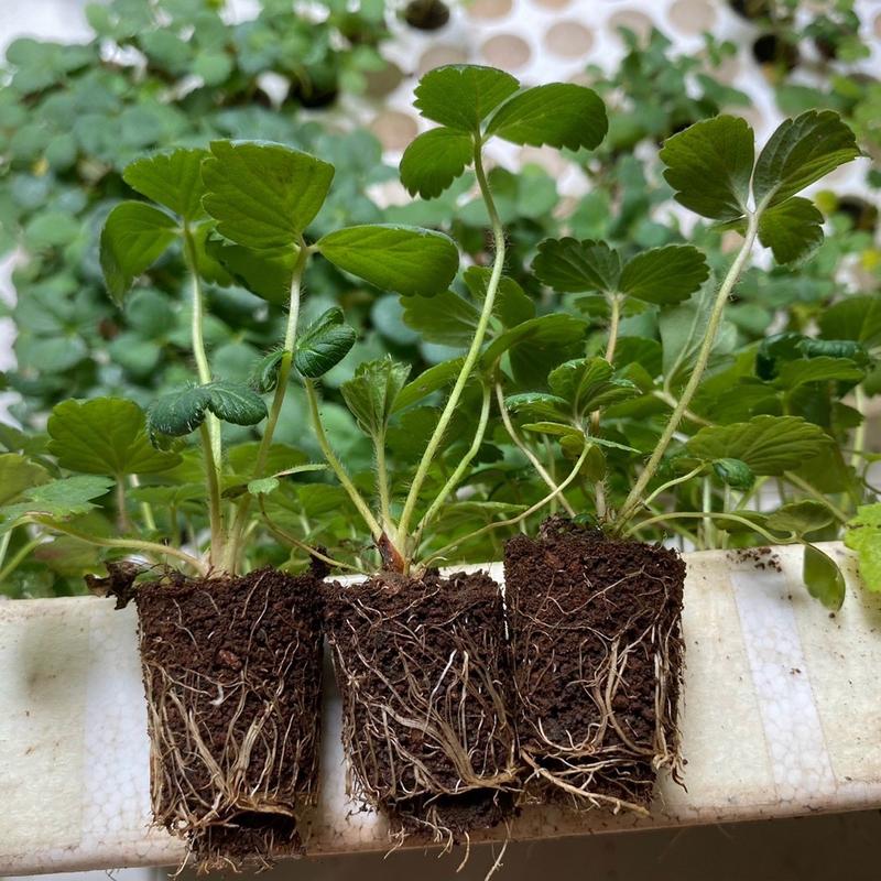  Combo 6 cây dâu tây cấy mô chịu nhiệt mix giống 