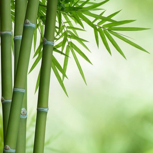 Màn Mùng Quan Họ Bắc Ninh