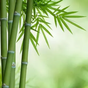 Màn Mùng Quan Họ Bắc Ninh