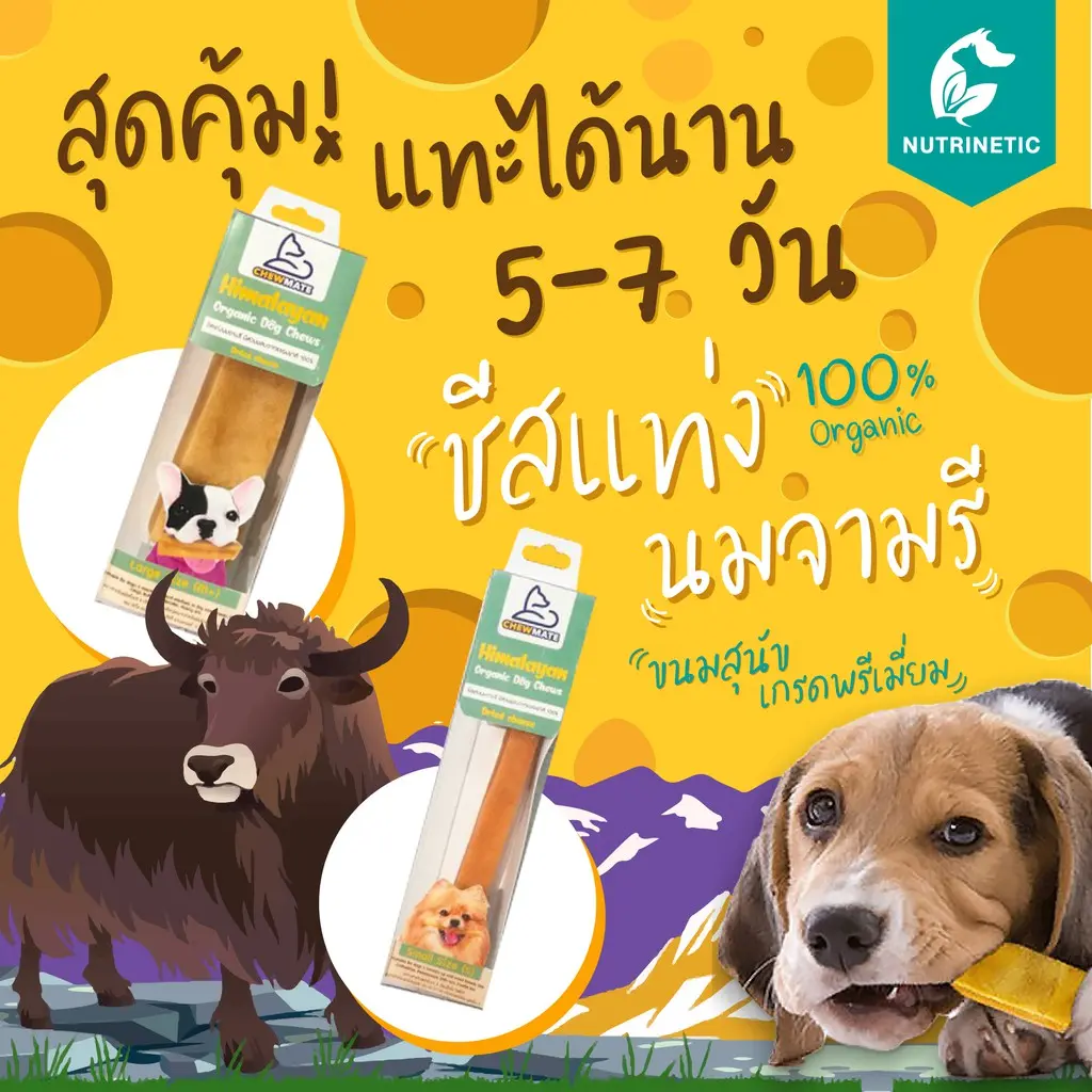 Chewmate ขนมชีสแท่งขัดฟัน เกรดพรีเมี่ยมจากนมจามรี [ของแท้]  สินค้านำเข้า แทะได้นานมาก