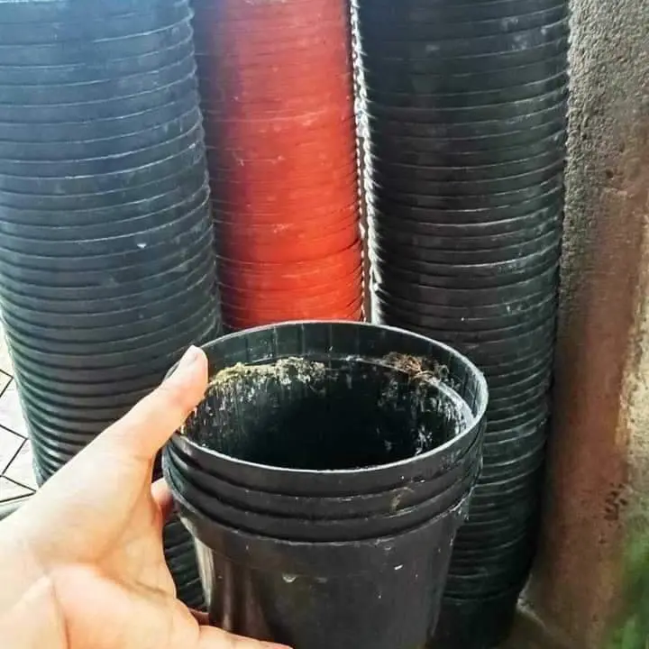 Combo 50 cái chậu ươm cây
