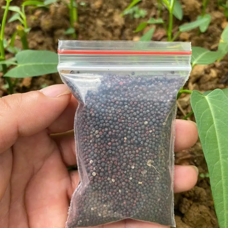 HẠT GIỐNG RAU CẢI LÀN HMONG TÂY BẮC ll 1 gói 1