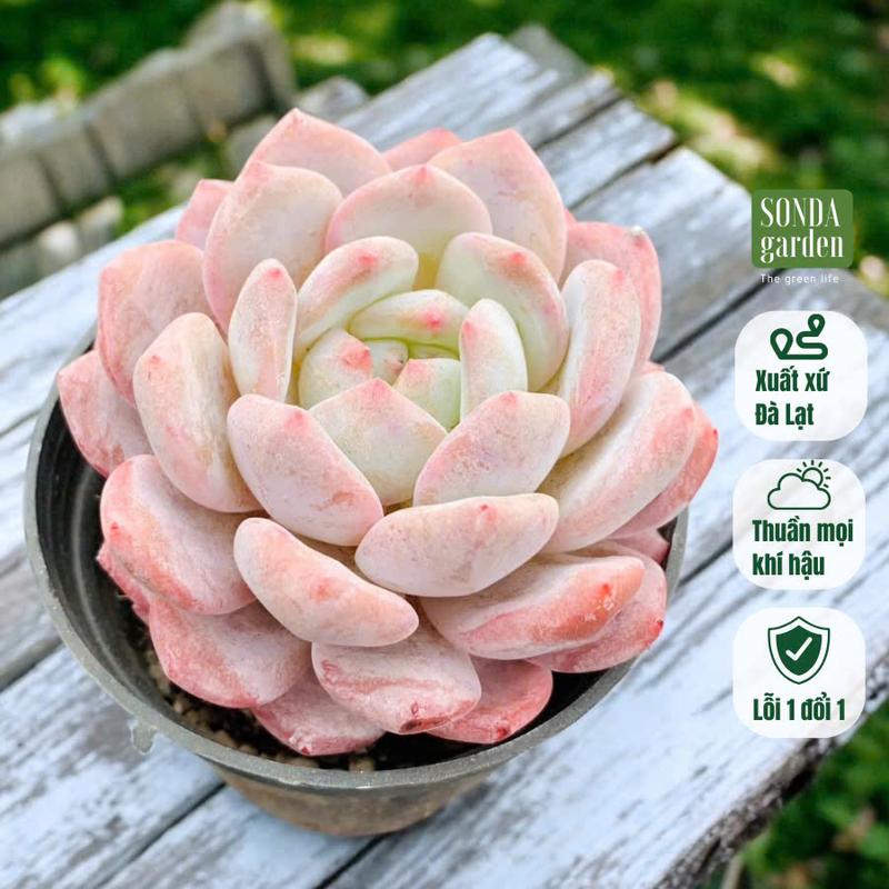 Sen đá monroe già ép màu SONDA GARDEN đường kính trung bình 7-9cm, cây cảnh trang trí nhà cửa, lỗi 1 đổi 1