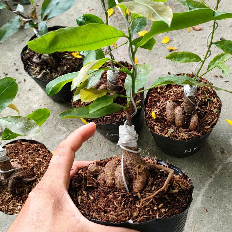 Mai nhị ngọc toàn ( cây giống cao 15-20cm) 2