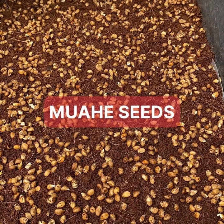 Hạt giống mầm rau muống Phú Nông - Gói 1kg 3