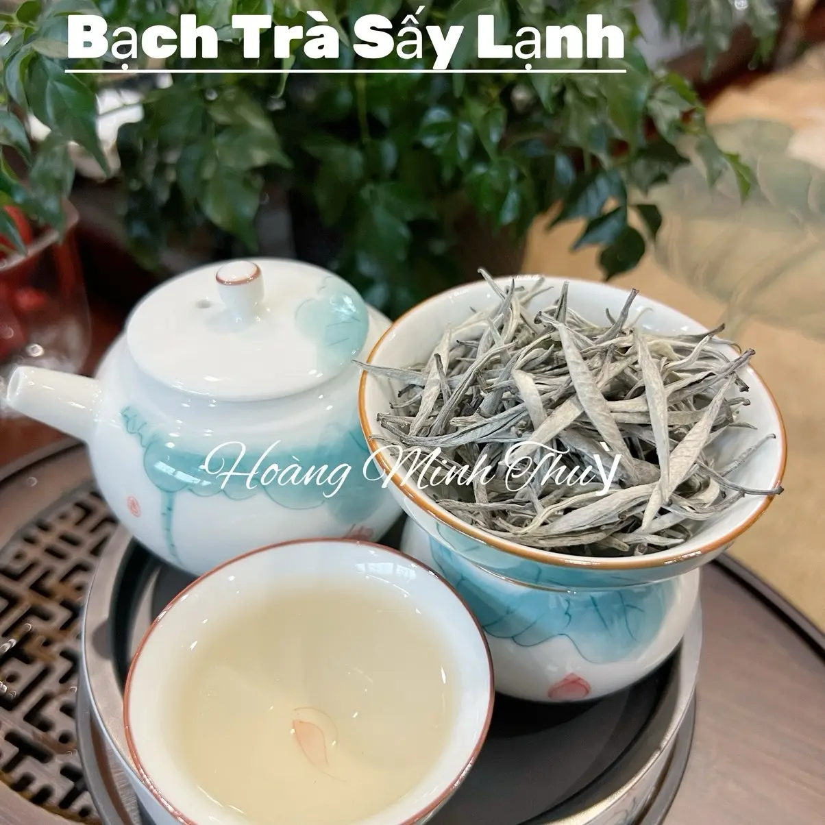 Bạch Trà Shan Tuyết Cổ Thụ Sấy Lạnh