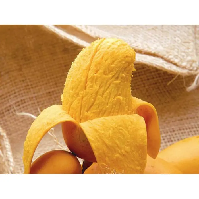 Cây giống Xoài Thanh ca [ Cây ghép cho trái sớm ]. [ GIAO HÀNG NHANH ] 3