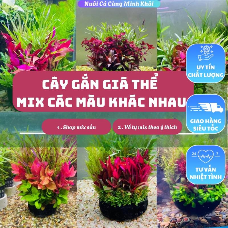 Cây thủy sinh gắn giá thể đủ loại, mix đủ màu,cục 3 loại cây, cục 5 loại cây, trang trí hồ thuỷ sinh