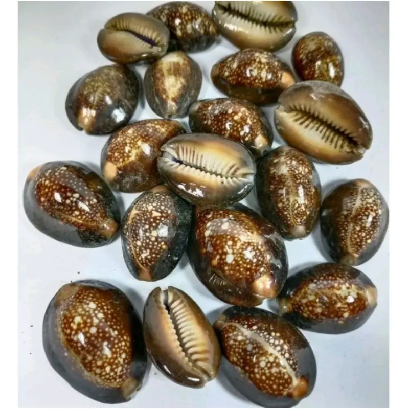 MAINAN JADUL BOLA BEKLANG 2