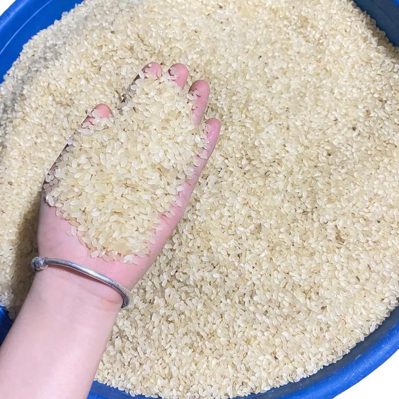 Gạo Nếp Cốm khảu hang. Đặc Sản Miền Núi Phù Yên Sơn La Hương Vị Tuyệt Vời gạo cốm xanh gạo lứt lợi sữa