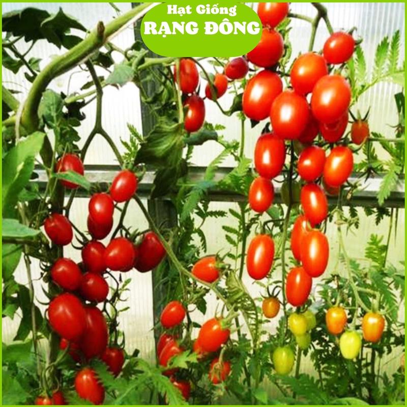 Hạt Giống Cà Chua Bi RD 27 (Gói 0.1gram) Sai trái, chịu nhiệt tốt, trồng quanh năm