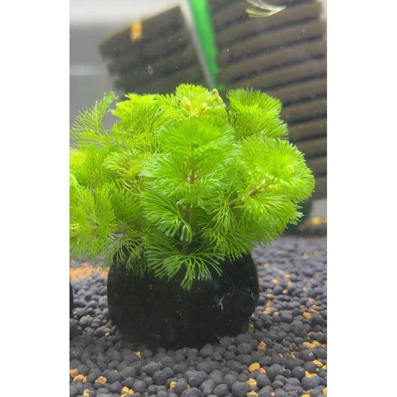 Cây rong la hán xanh cắm sẵn giá thể dùng cho hồ thủy sinh không cần phân nền (đất)