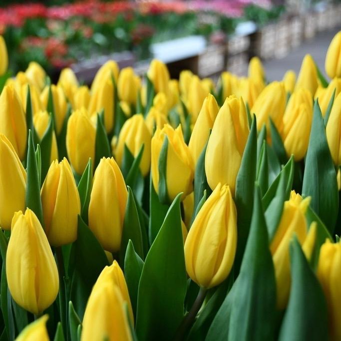 Combo 10 củ tulip vàng strong gold kèm thuốc ngâm củ, phân bón, giá thể