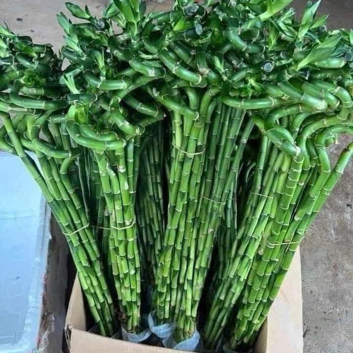  Cây Phát Tài Phát Lộc Xoắn 10 Cành - Phong Thủy Tại Gia - Decor Phòng Decor tặng nước thuỷ sinh 