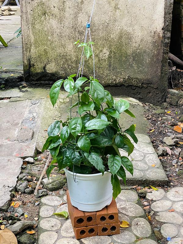 Cây Lan Hoàng Dương - Kích thước giao động 60+ cm - Hoa vàng rực rỡ - Mang vẻ đẹp tinh tế! Hoa Kiểng Mặp 2