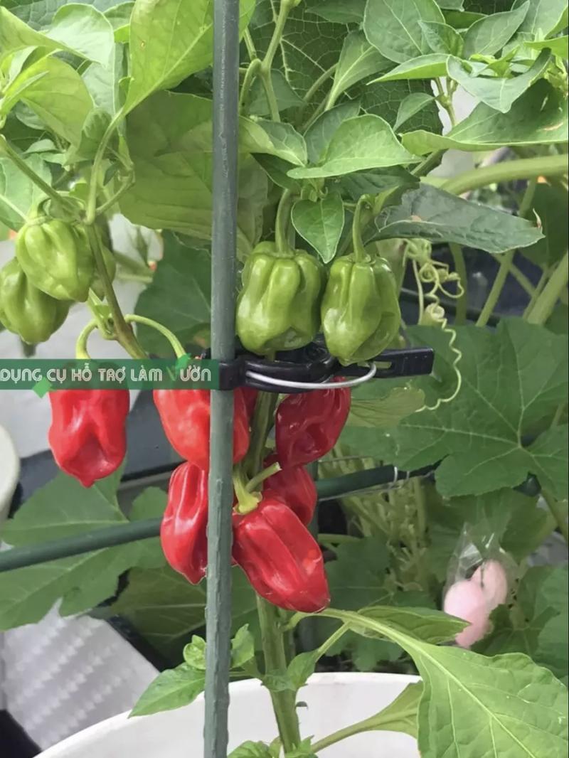 Product Introduction of Set 10 ống thép bọc nhựa Daim phi 8, chuyên dùng cắm chống đỡ cho cây trồng 5