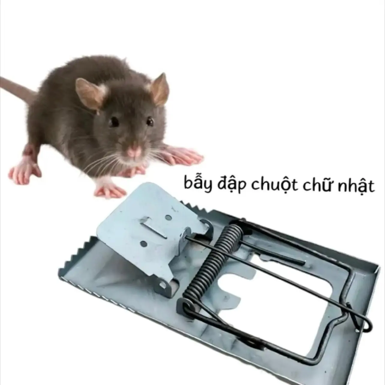 Bẫy đập chuột răng cưa cho chuột,rắn siêu nhạy