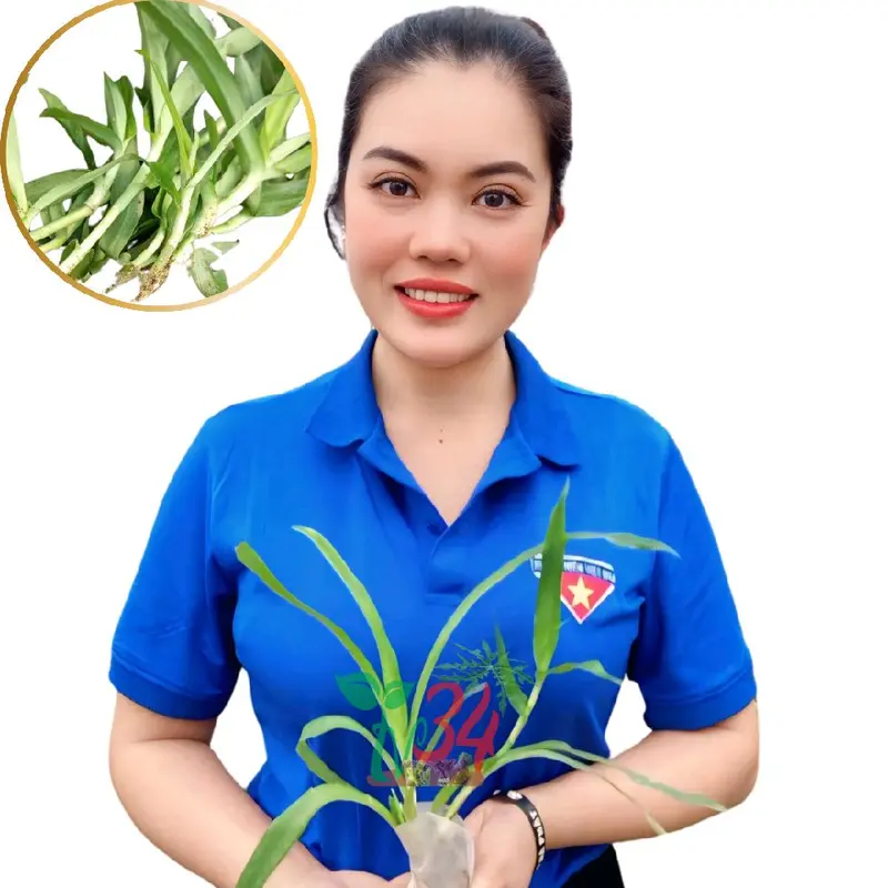 ba bầu,03 bầu LINH CHI THẢO rất nhiều cây thích hợp tách ra xử dụng,  nhân giống, cỏ dạ DẦY,  CỎ BAO TỬ- TỶ LỆ SỐNG 99% - Trồng chậu, thùng xốp, luống đất. 2