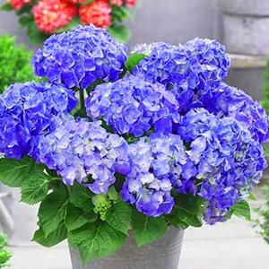 HortensiaOcéanoAzulSemillas50GranosFloresAzulesVibrantesFácildeCultivarPlantaPerenneResistentealCalorIdealparaJardineríaenHogaryExteriores