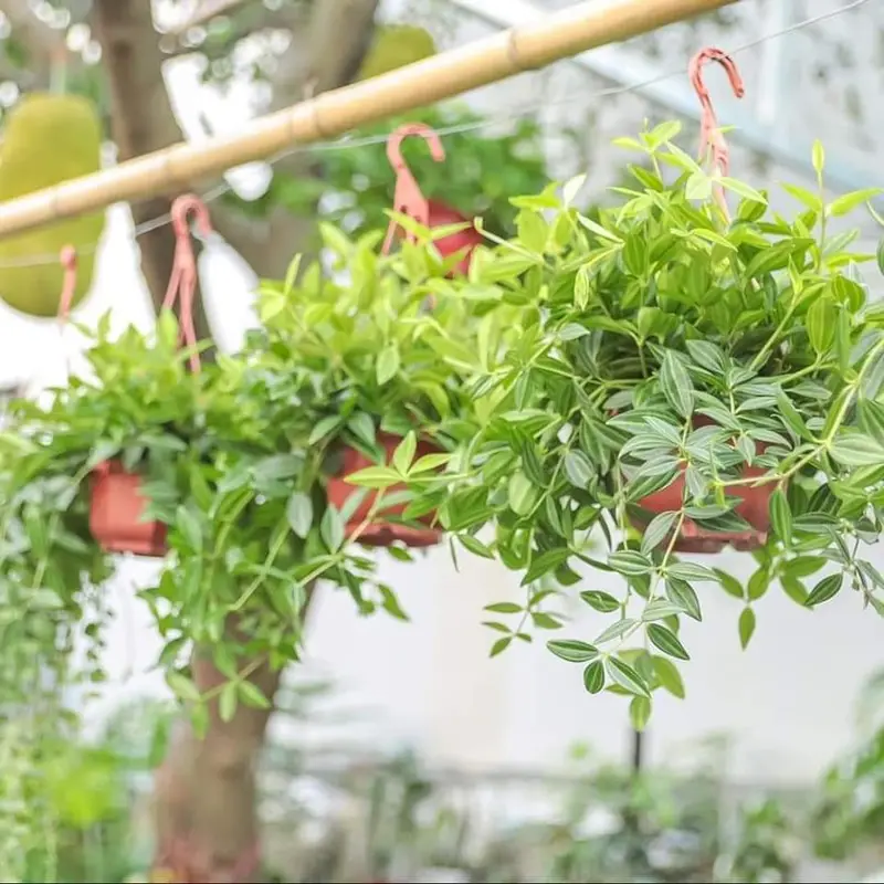 Tổng hợp các mẫu cây treo ban công, treo trang trí nhà cửa, phủ không gian xanh 0