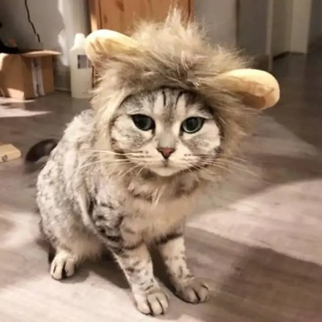 Topi Kucing Model Wig Rambut Singa Dengan Telinga Mainan Kostum Kucing Anjing Pet Cap Lion Hair Topi Kupluk Pakaian - Baju Kucing Anjing " TOPI RAMBUT SINGA" Dog Cat Toys - Topi Kucing Singa Cap Rambut Topi Wig Desain Singa Dengan Telinga Untuk Kostum 3