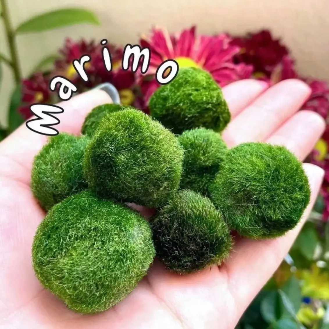 มาริโมะ 2-2.5 cm. 2ลูกเเถมปุ๋ยอาหาร มีของพร้อมส่ง