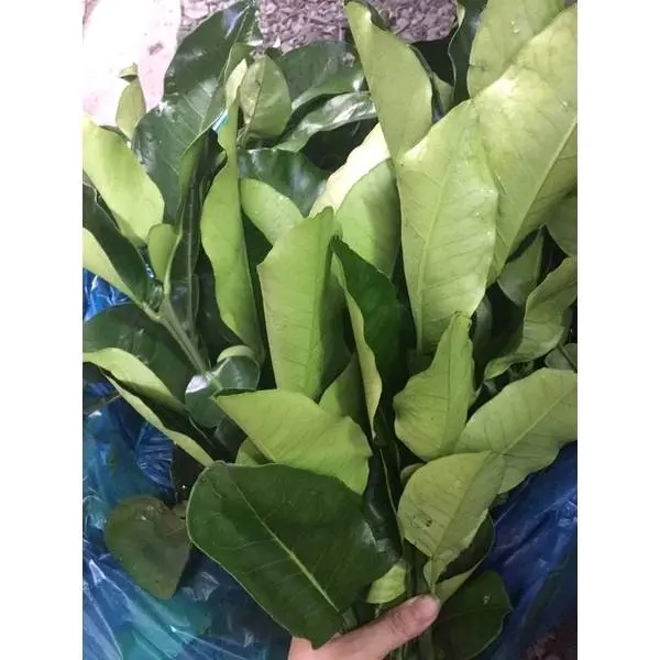 CÀNH LÁ BƯỞI CÓ GAI TƯƠI/ KHÔ DÙNG ĐỂ XÔNG TẮM XẢ XUI - Tẩy UẾ 7