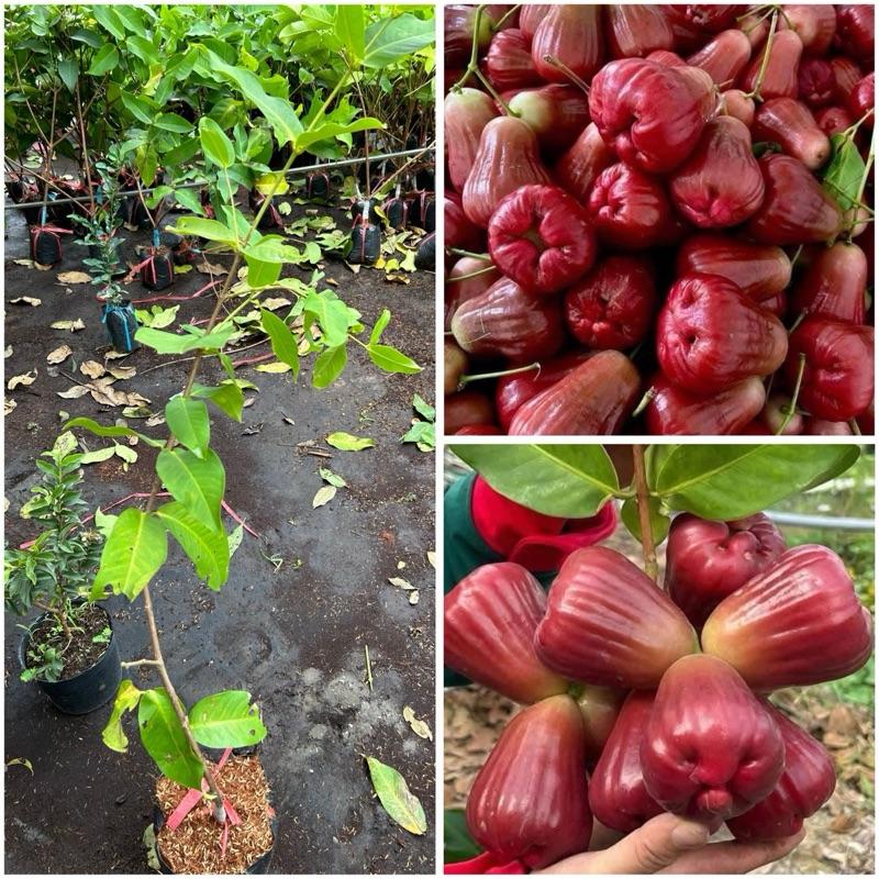 Cây giống mận Hồng MST Chậu ( Cây nuôi Chậu)