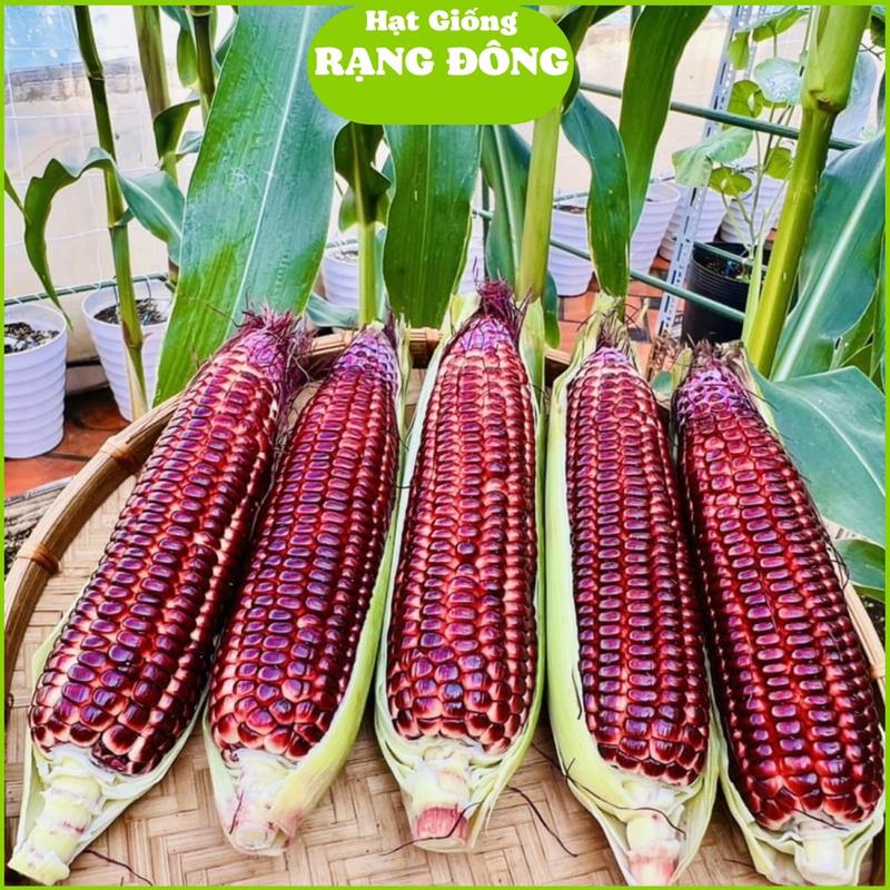 Hạt Giống Bắp Nữ Hoàng Đỏ Nova (Gói 50 hạt) Trái to, ngọt, trồng quanh năm 0