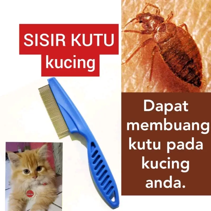 Sisir Kutu kucing