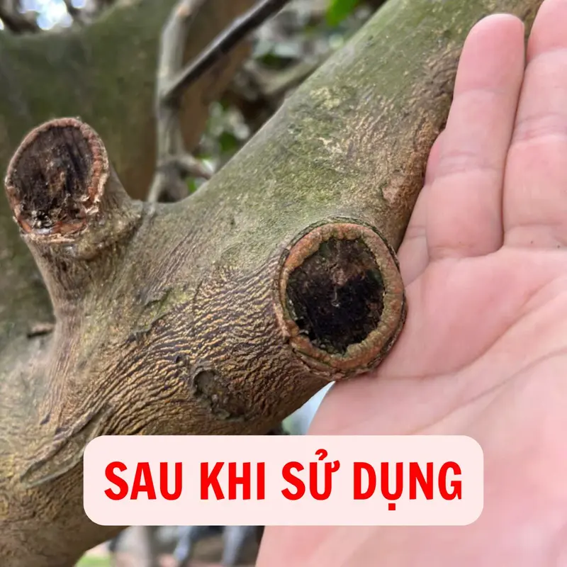 Keo Liền Sẹo Cao Cấp, Liền Sẹo Nhanh, Chống Nấm Bệnh Cho Cây Trồng, Cây Cảnh, Mai Vàng, Bonsai, Lan 5