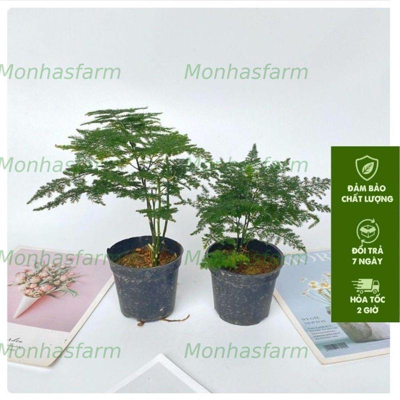 Product Introduction of Cây Thủy Tùng Mini - Chiều Cao 20cm, Trang Trí Bàn Làm Việc 55