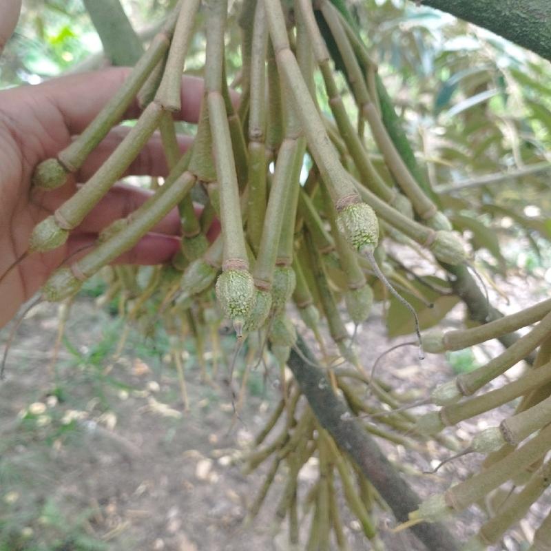 Phân bón - Lớn Trái Sầu Riêng - Chuyên dùng nuôi trái sầu riêng giai đoạn sau đậu trái từ 5 - 45 ngày 2