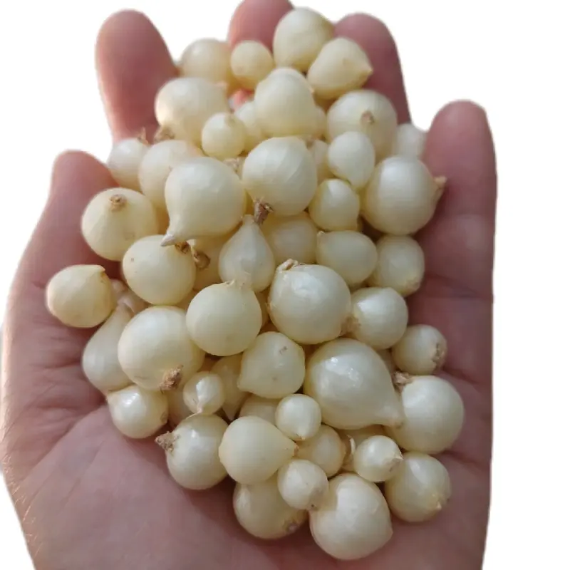 củ nén. củ hành tăm.  hành củ . loại trung (củ vừa +củ nhỏ).gia vị .thảo mộc .food 0