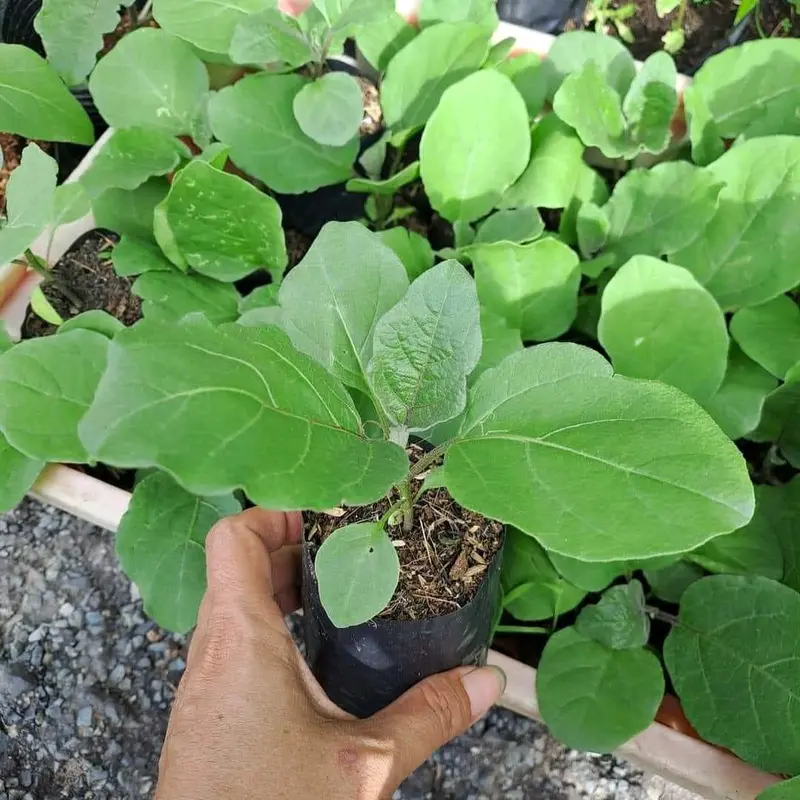cây giống 4  cây cà tím lớn xanh tốt 0