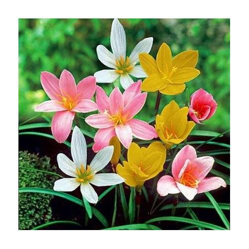 Set 20 củ hoa huệ mưa đủ 5 màu- lên 100%