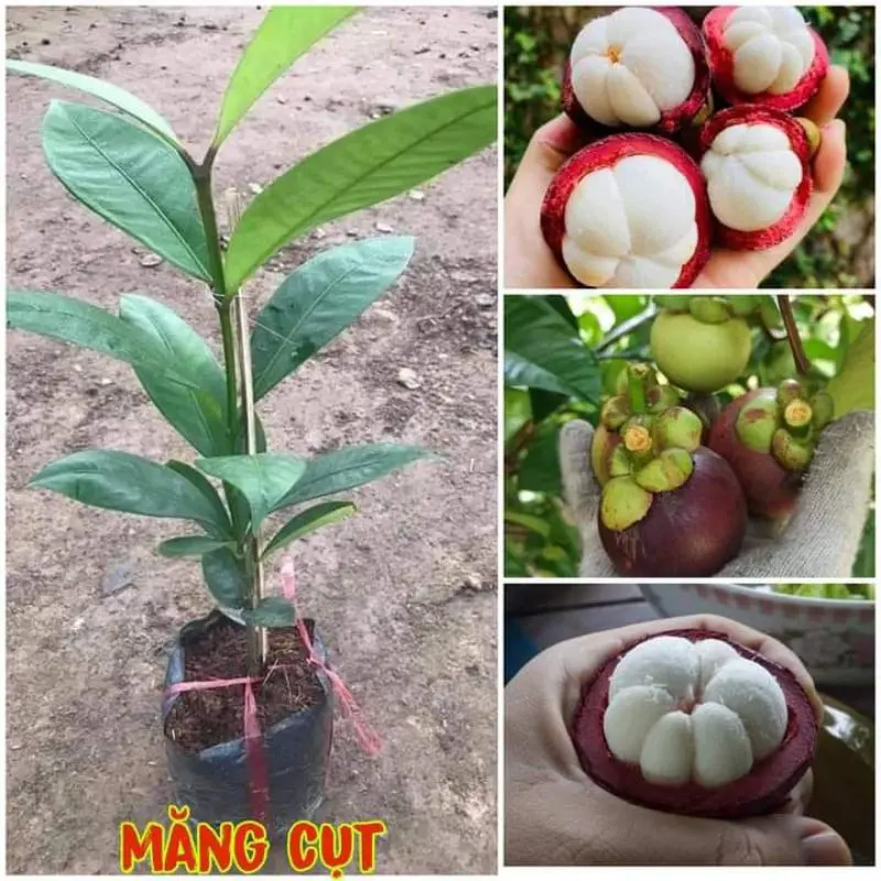 CÂY MĂNG CỤT THÁI CAO 50-60CM