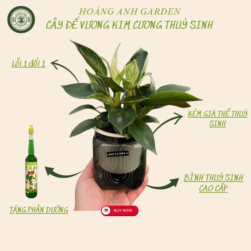 Cây Đế Vương Kim Cương Thuỷ Sinh trang trí Để Bàn-Cây Phong Thuỷ, Cây Cảnh mini,cây giống 0